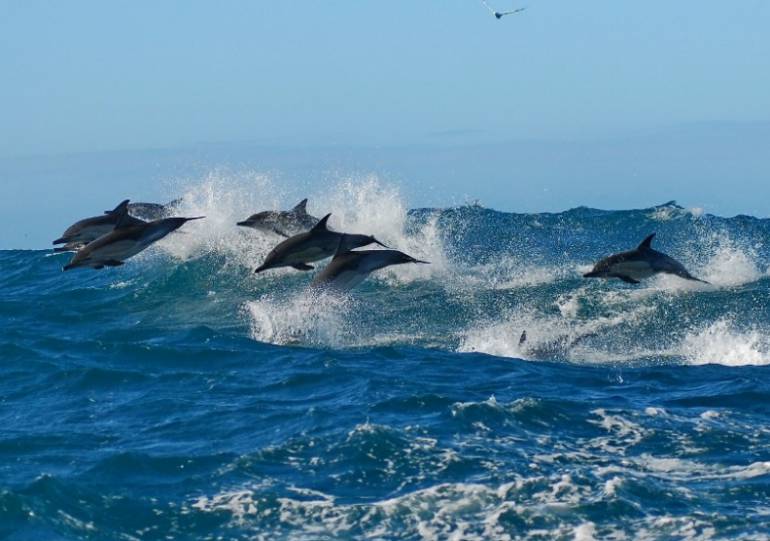 dolphins indian ocean