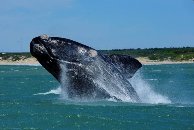breaching whale indian ocean
