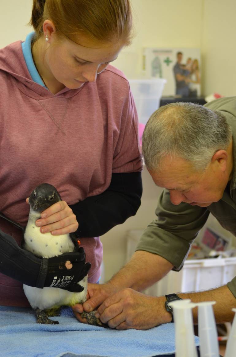 Volunteer Kirsty Fuller assisting SAMREC Biologists Albert with the tests on a new arrival at SAMREC.