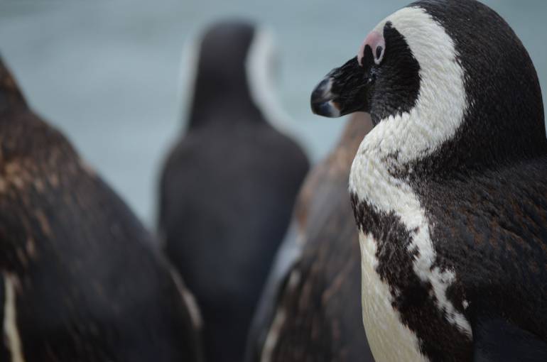 The African penguin