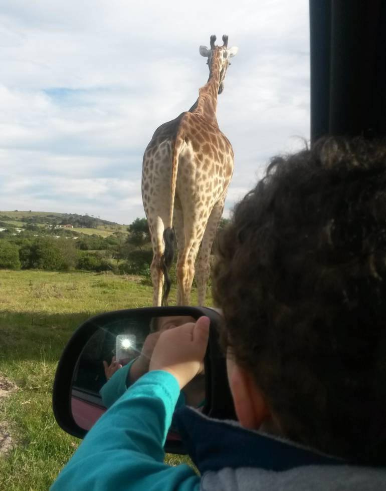 Giraffe through car window