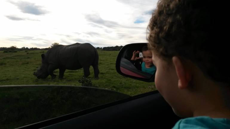 Rhinoceros viewed by child